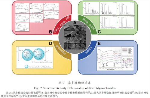 茶與健康 茶多糖的研究進(jìn)展與未來展望